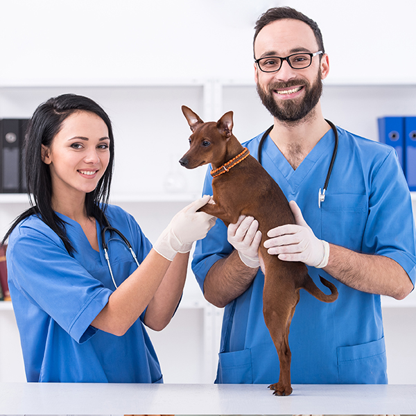 Veterinary Assisting - Agrikilti, Manje ak Resous Natirèl yo